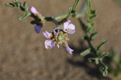 Cakile maritima